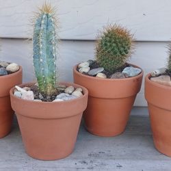 Cactus Plants 🪴 $5 Each 