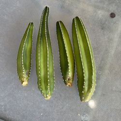 🌵Mexican Fencepost Cactus Cuttings 🌵