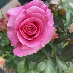 Belinda’s Dream Rose Bush Plant, In 5 Gallon Pot Pick Up Only