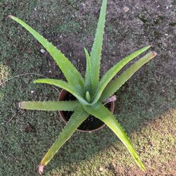 Aloe Vera Plant
