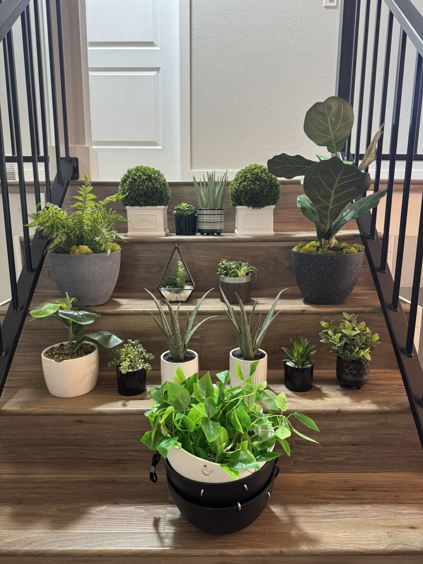 House Plants