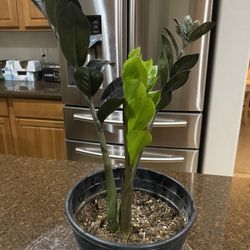 Healthy Raven Zz Plant