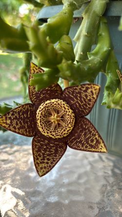 Cactus de estrella de mar 🌵