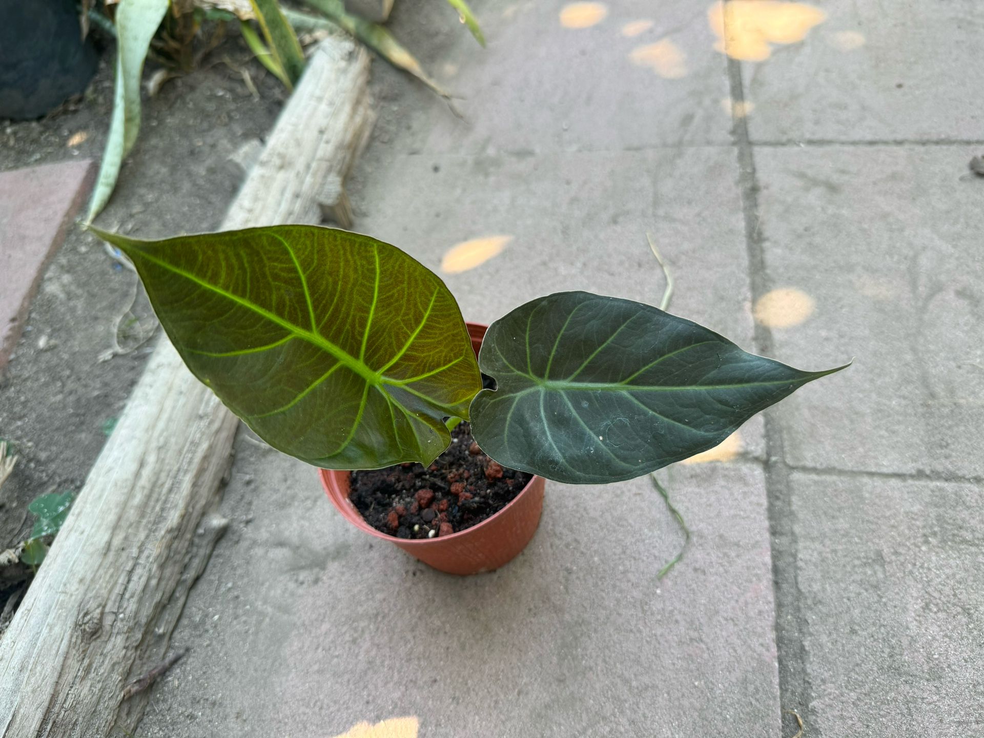 Elephant Ear