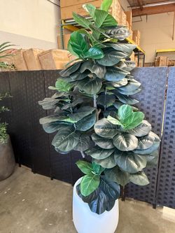 7.5’ Fiddle Leaf Tree with Fiberglass Planter