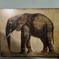 A Beautiful Elephant Frame 