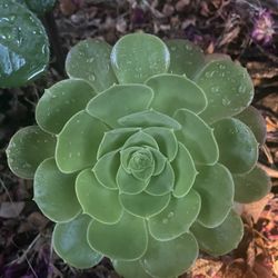 Succulent Plants Ready For New Home