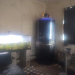 Very Cheap Aquarium For Sale With Expensive Fish