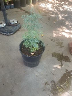Ruda plant