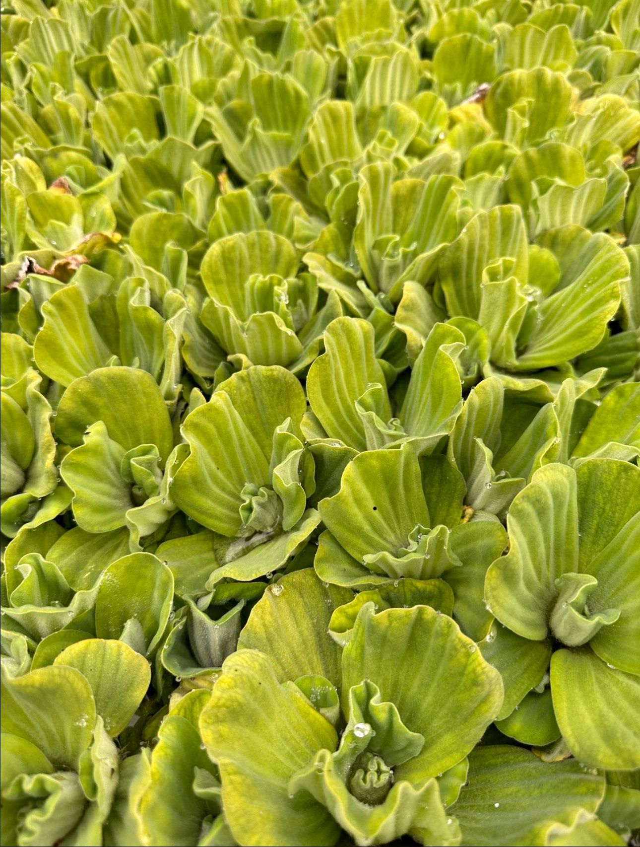 FREE Water lettuce for Ponds