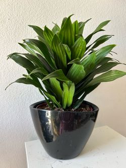 Dracaena Compacta