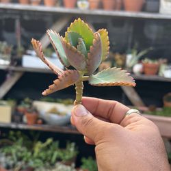 Mexican Hat Succulent Cutting+roots
