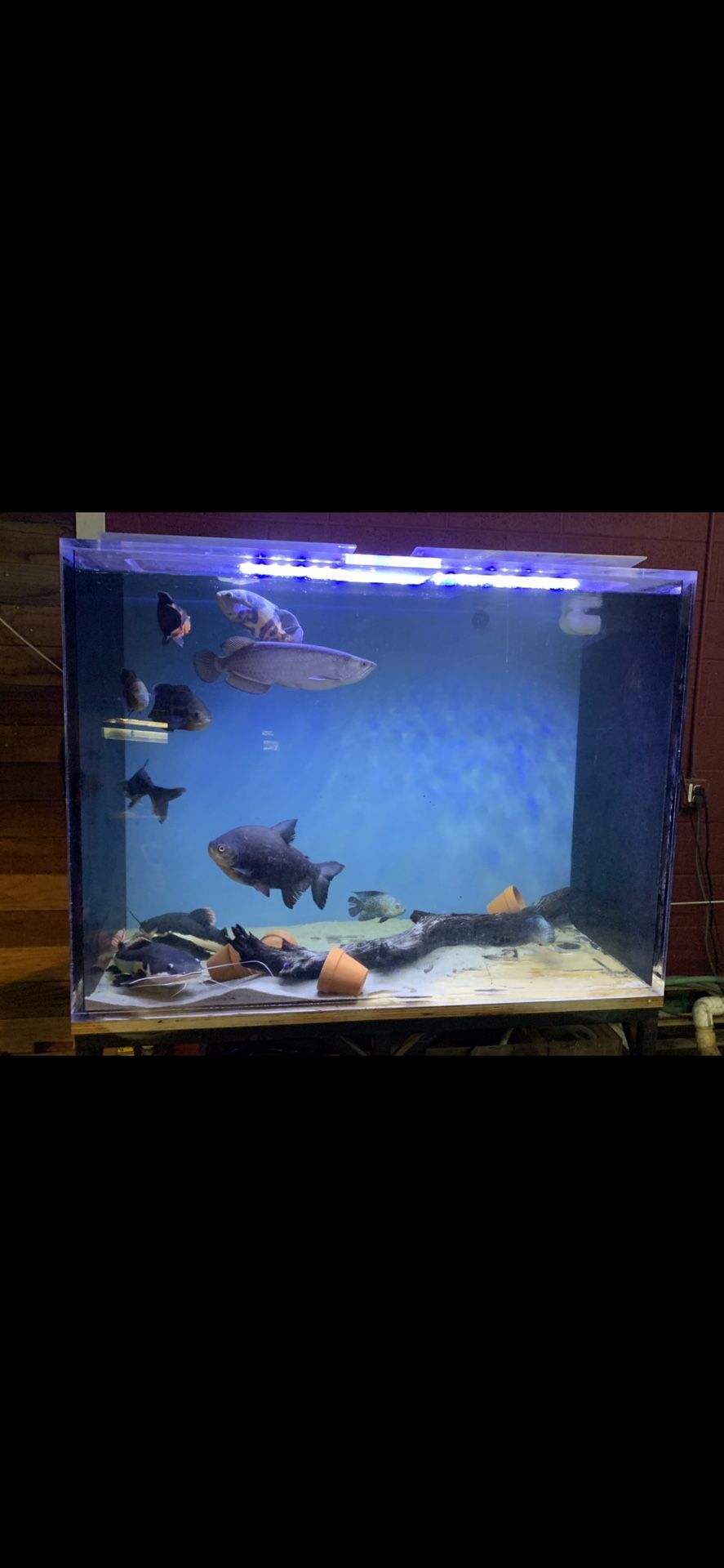 330 Gal Fish Tank