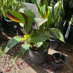 Canna Lily 