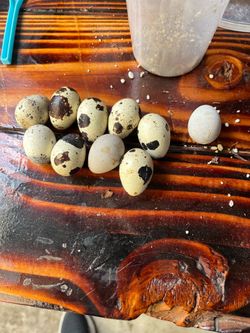fresh Quail eggs