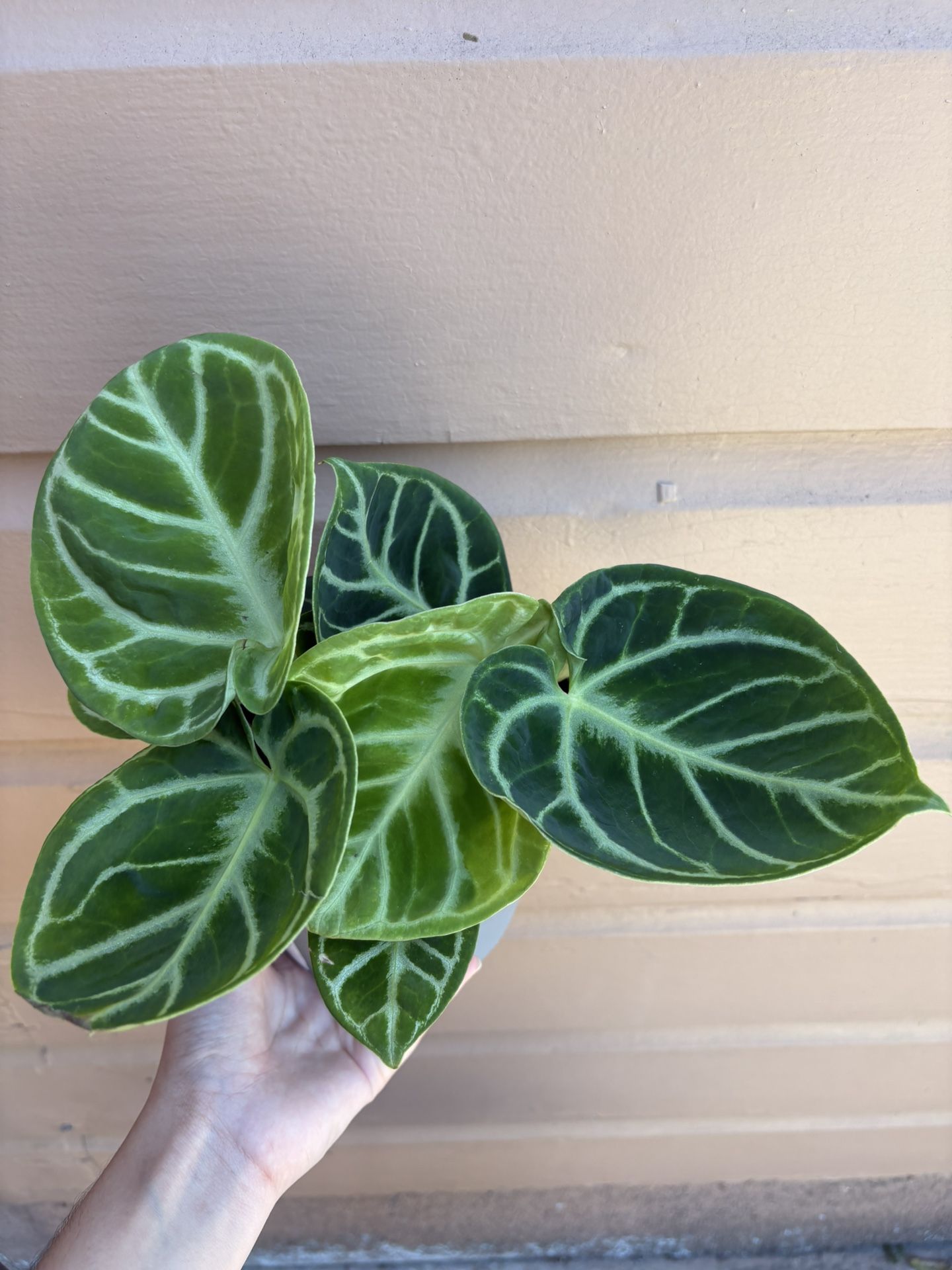 6” rare anthurium doroyaki (2 plants in pot)