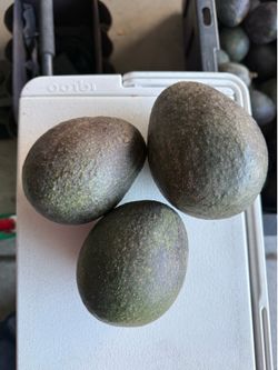Avocado