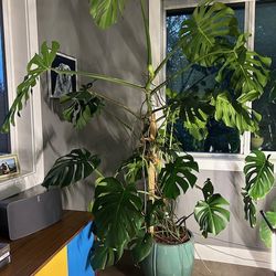 Gigantic Monstera Plant, 7.5 Ft Tall, 5Ft Wide