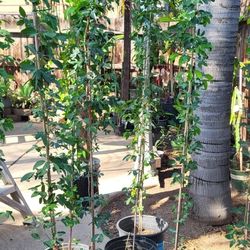 Guamuchil Trees (Piensan) 