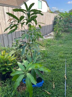 7g Peach cobbler mango tree for sale
