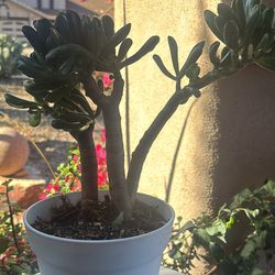 Jade Plant
