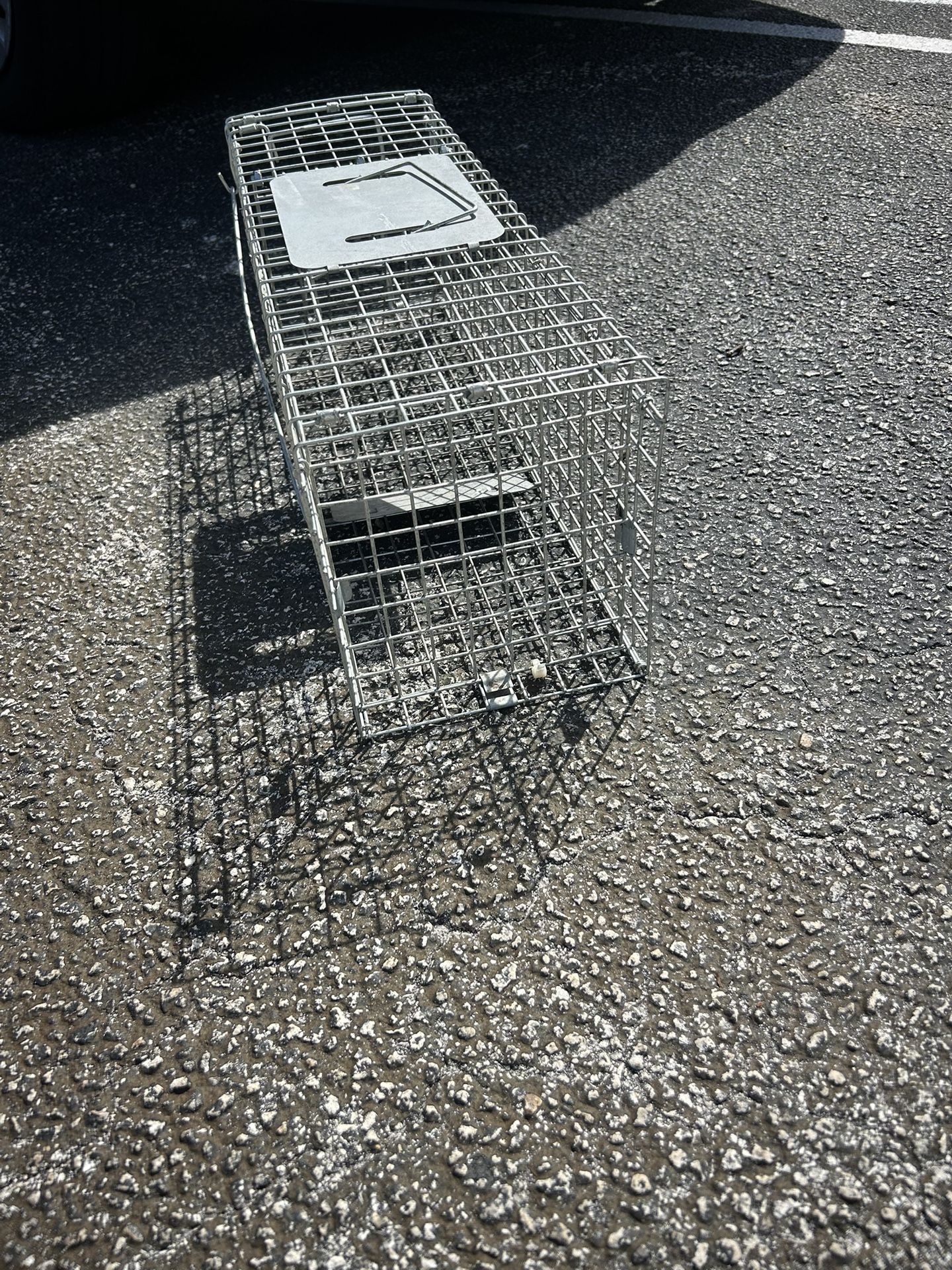 Animal trap