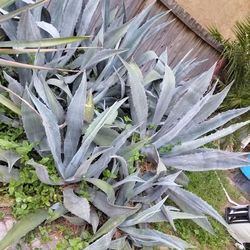 Cactus Pencas de maguey