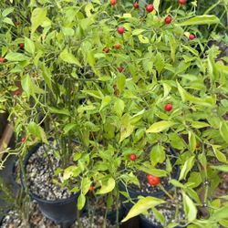 Planta de chile - para salsa y cual quier comida. muchos chiles todo el año. 🌶️🥵🥑