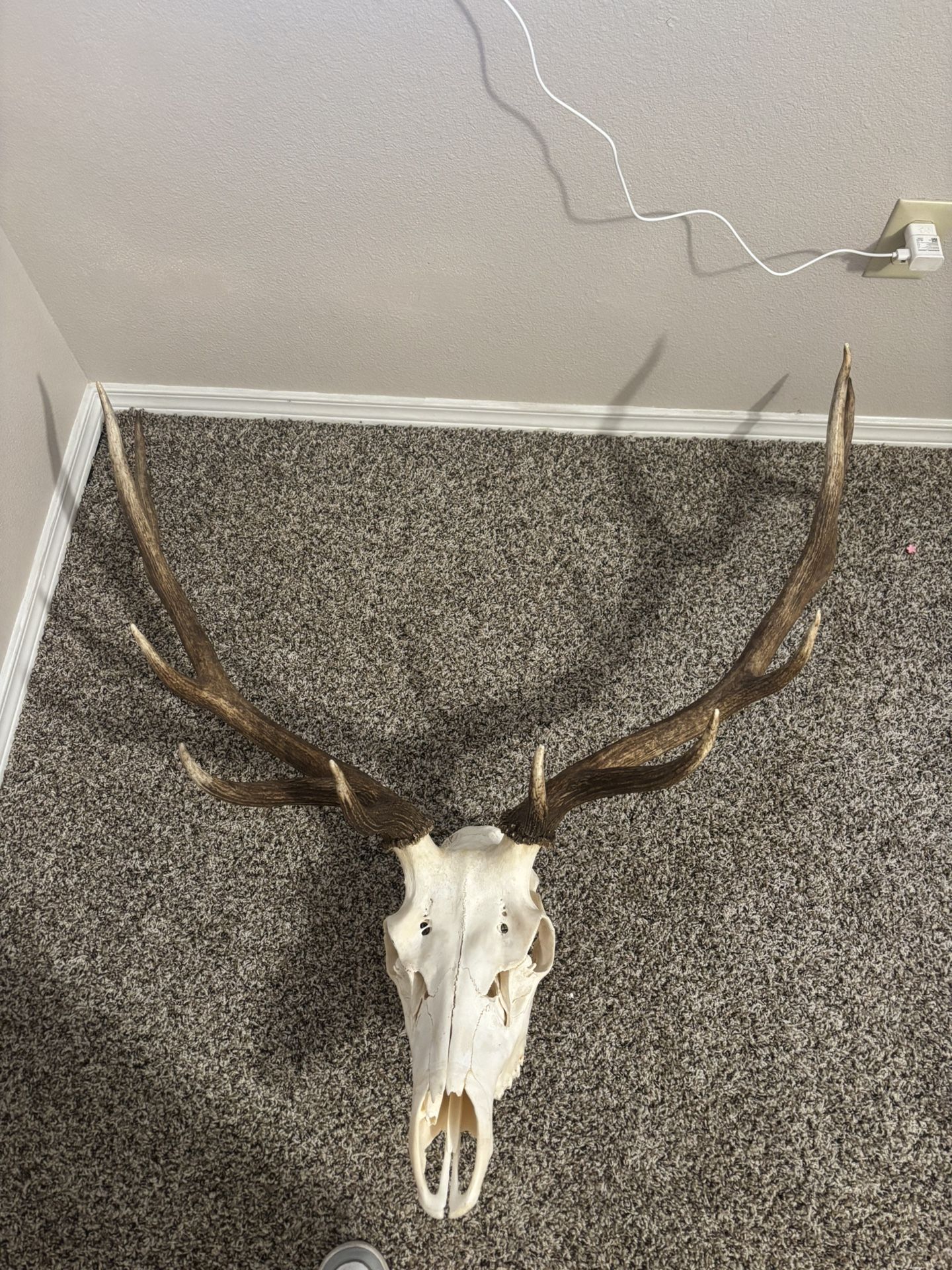 Elk head mount New