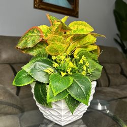 Green Plant, Planta Verde, Artificial Plants 