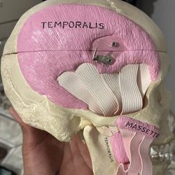 El real  Medical skull 
