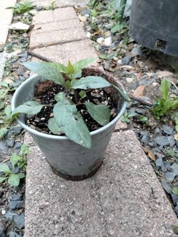 Petunia y four o'clock