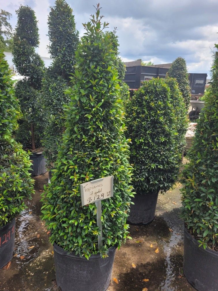 Topiaries Large /Cone/spiral 7 Gallons