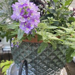 Persian Shield In Large Ceramic Planter
