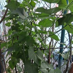 Plants De Chayote Organico 6 Disponibles Chicas $5 Grandes $10 South La 90043 