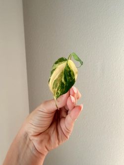 Philodendron Micans aurea rooted cut