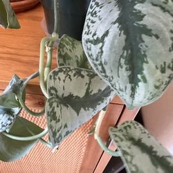 House Plant 