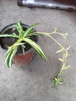 Planta natural