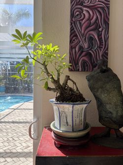 Hawaii Umbrella Bonsai