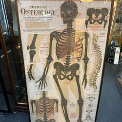 Antique 1911 Chart of Osteology skeletal Poster Dr. Gustave Michel 60.5” X 32.5”