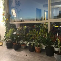 Plants At @30 