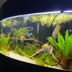 75 Gallon Fish Tank Aquarium 