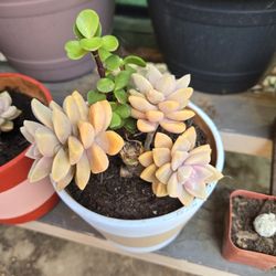 Plants/succulent