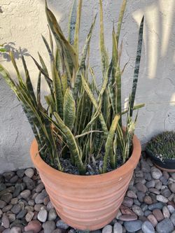 Large snake plant with large clay pot
