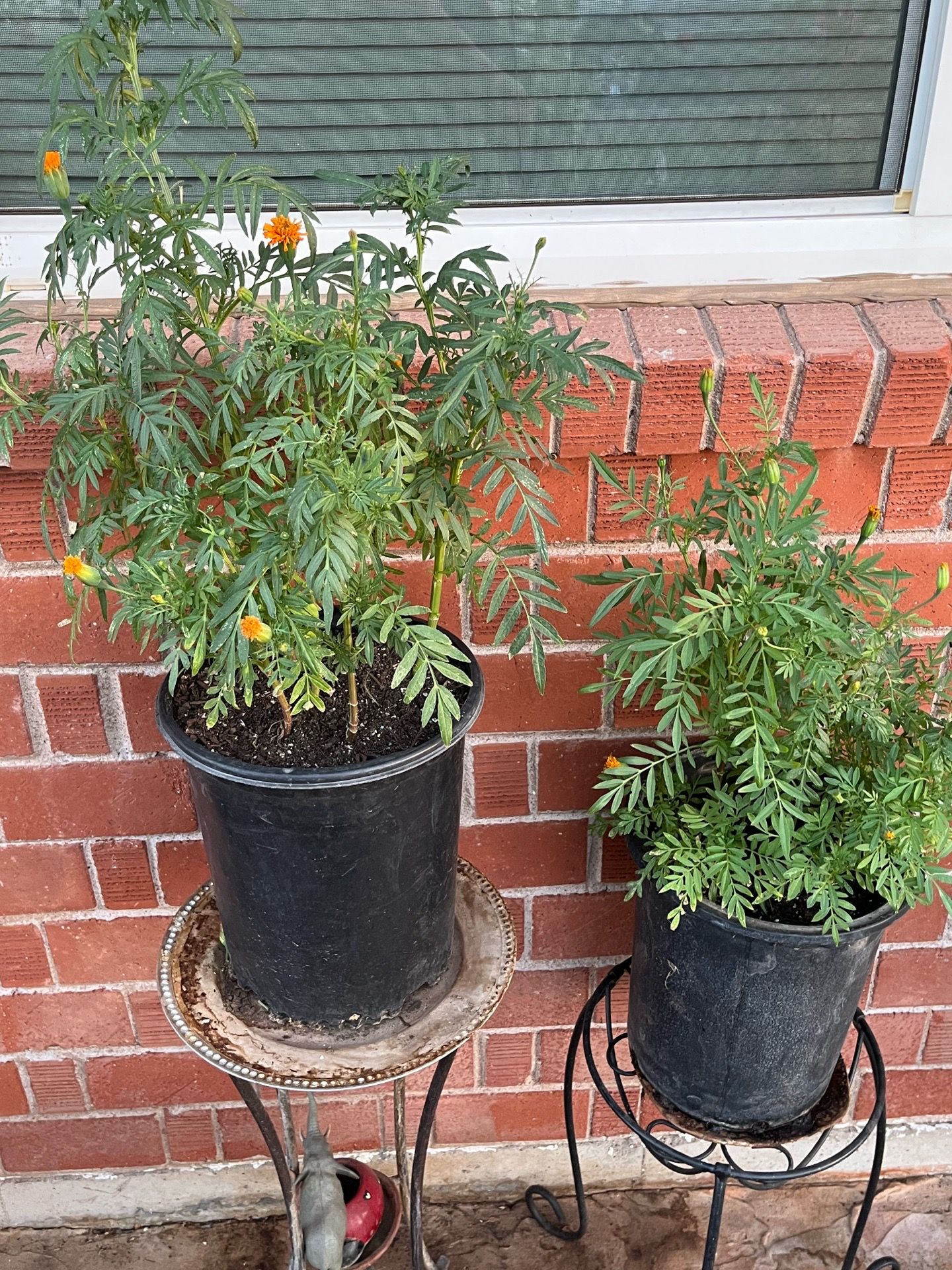 In any case these plants are for sale