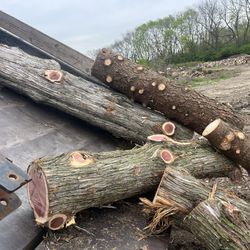 Cedar Pine Logs 6 To 7 Foot
