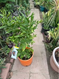 Mandarin clementine fruitting