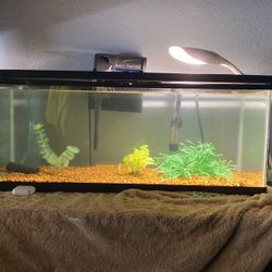 40 Gallon Tank