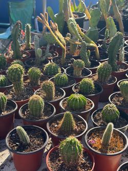 Succulents Plants 🪴
