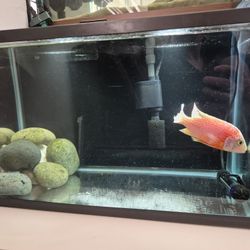 10 Gallon Fish Tank